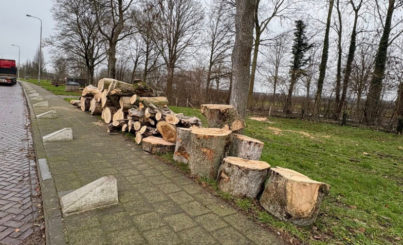 Bosmaaien specialist Arendonk, Antwerpen